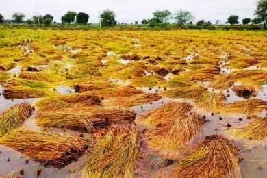 तनहुँमा एक करोड बराबरको धानबालीमा क्षति